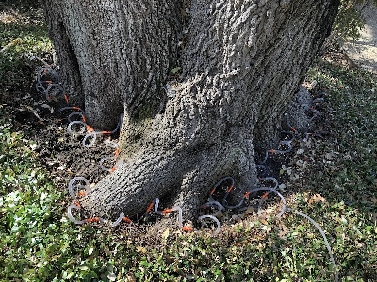 Detailed Tree Cabling and Bracing job site in Pipersville