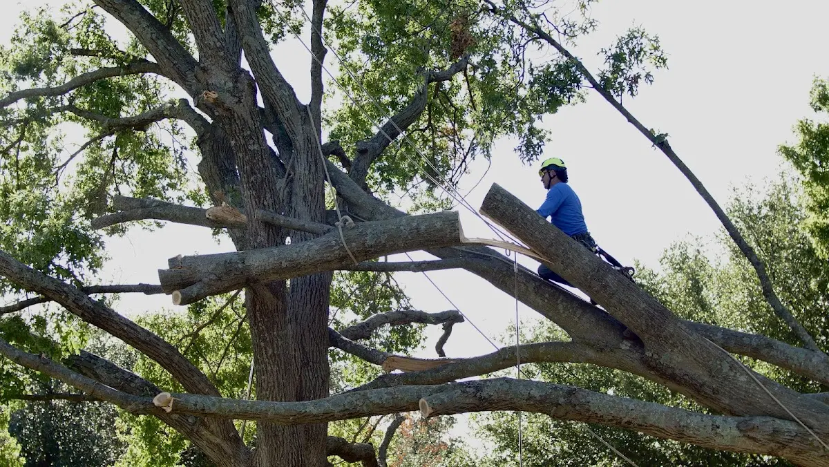Professional Crown Thinning performed by certified arborists in Pipersville
