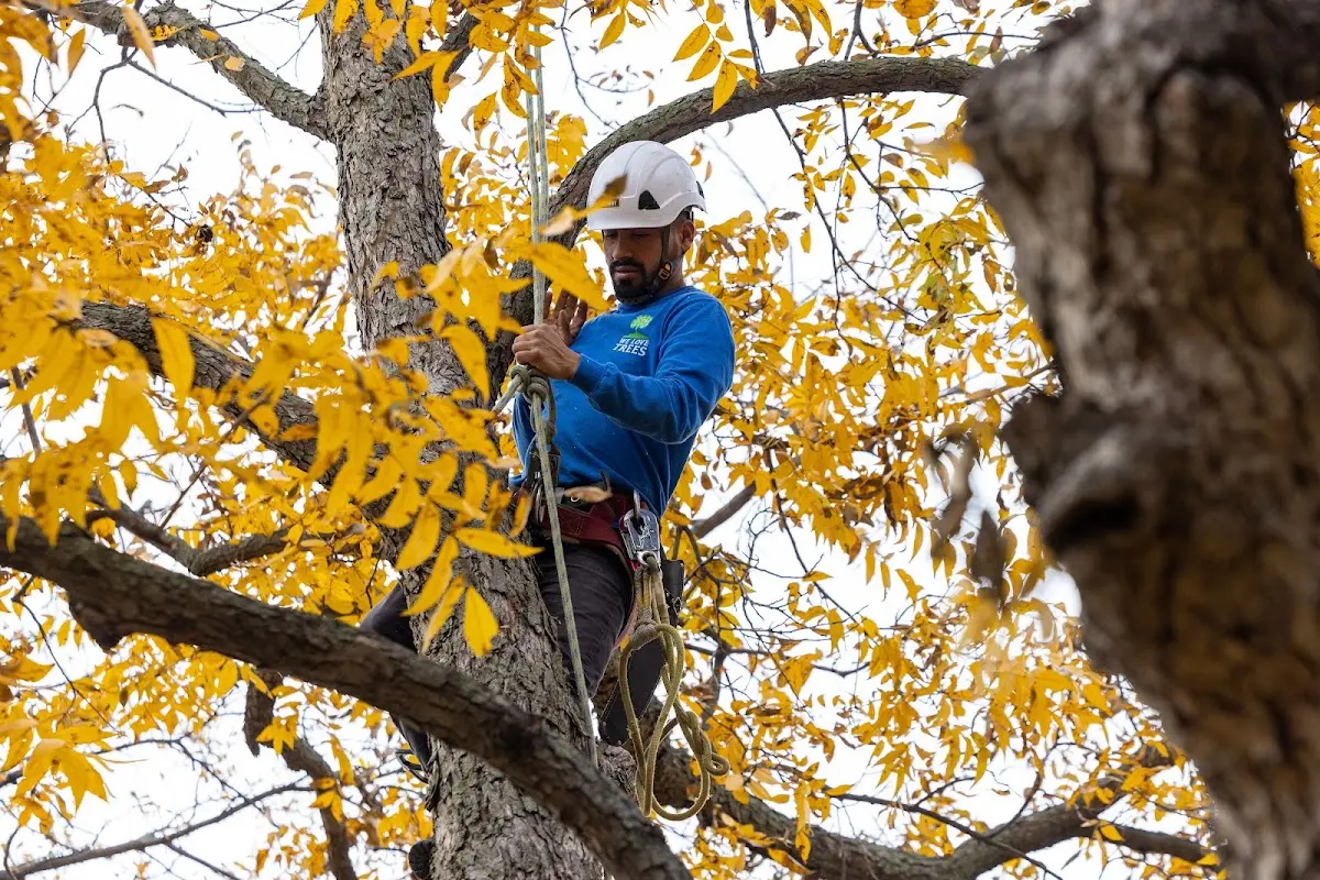 Skilled Storm Damage Cleanup crew working in Pipersville