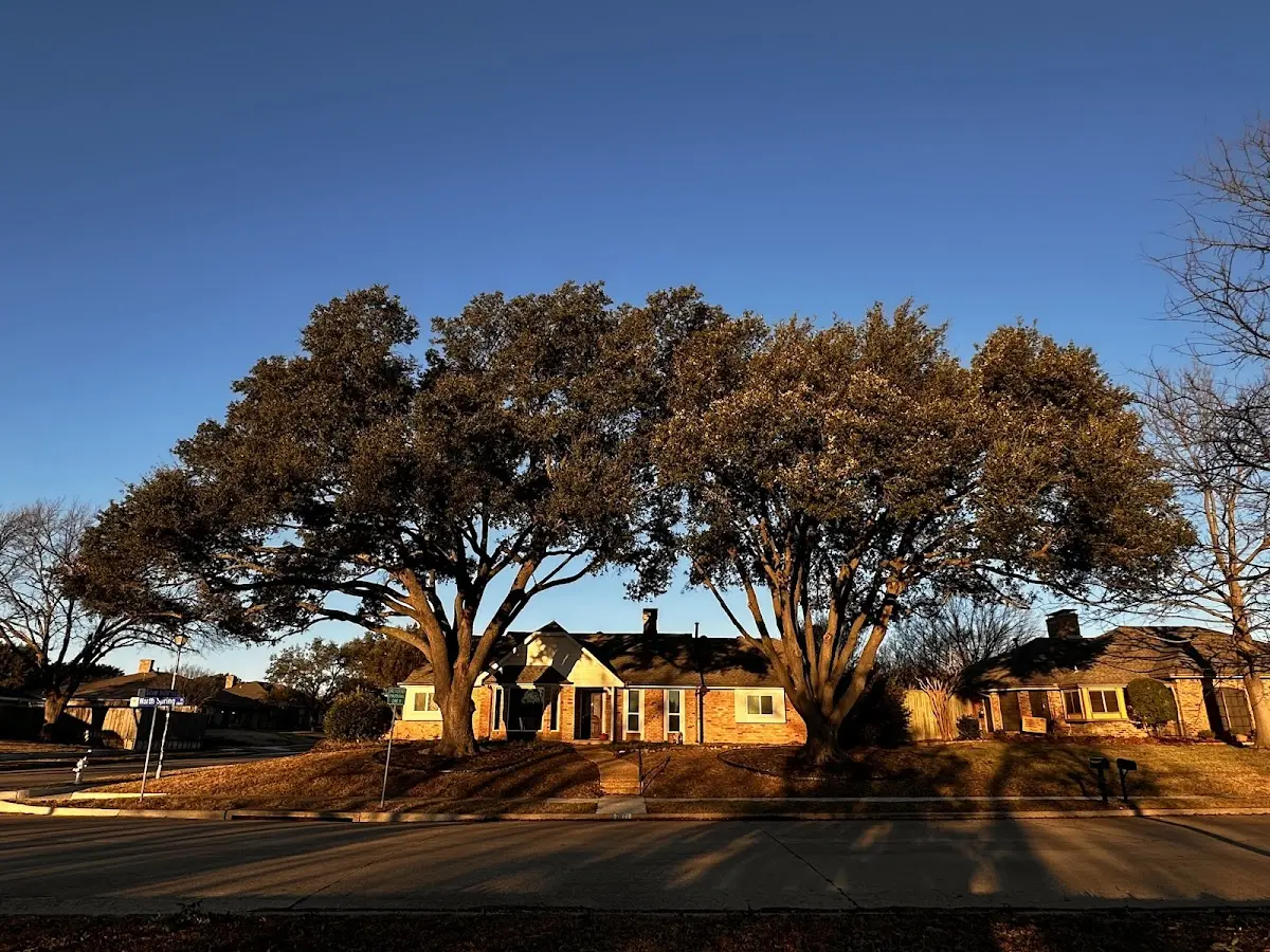 Established residential canopy tree shading a home in Pipersville